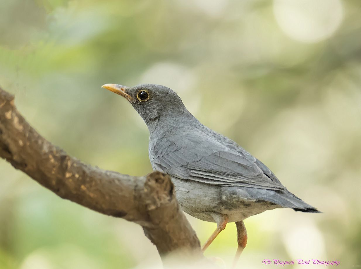 Tickell's Thrush 